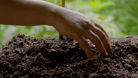 raw turmeric cultivation and a man harvesting turmeric from soil
