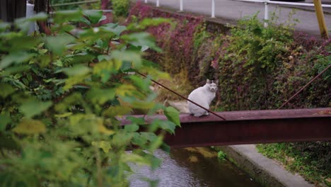 stray cat in countryside town of kure in hiroshima, japan. early morning establishing shot