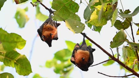 Lyle&#39;s-Flying-Fox-Oder-Pteropus-Lyleior