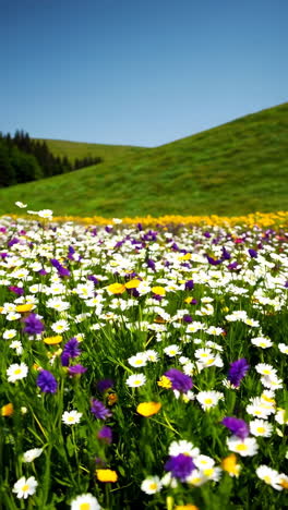 colorful flower meadow