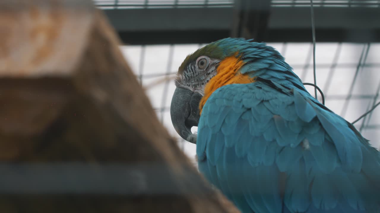 Macro close-up of a blue macaw inside of a cage in South America