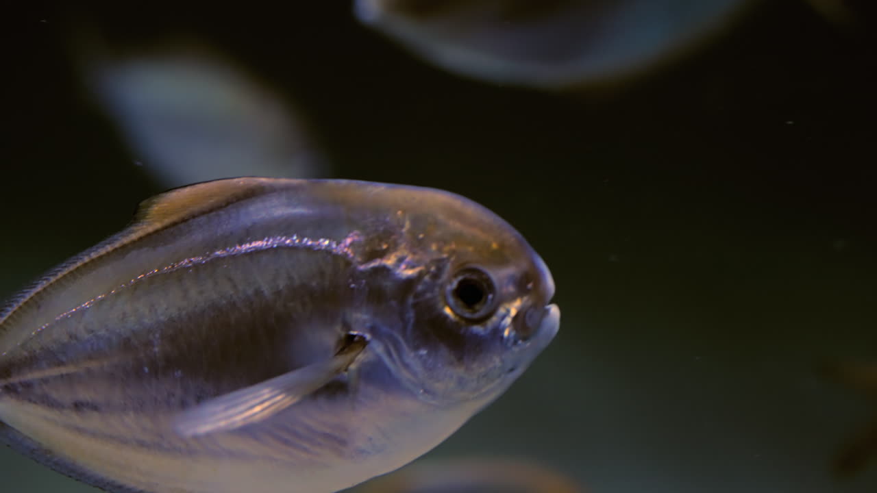 American butterfish swimming in it's natural habitat - close up isolated