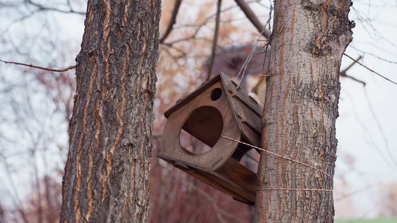 Wooden birdhouse with large round openings hangs between two tall trees tied with rope, surrounded by autumn branches and soft natural light creating a rustic woodland atmosphere