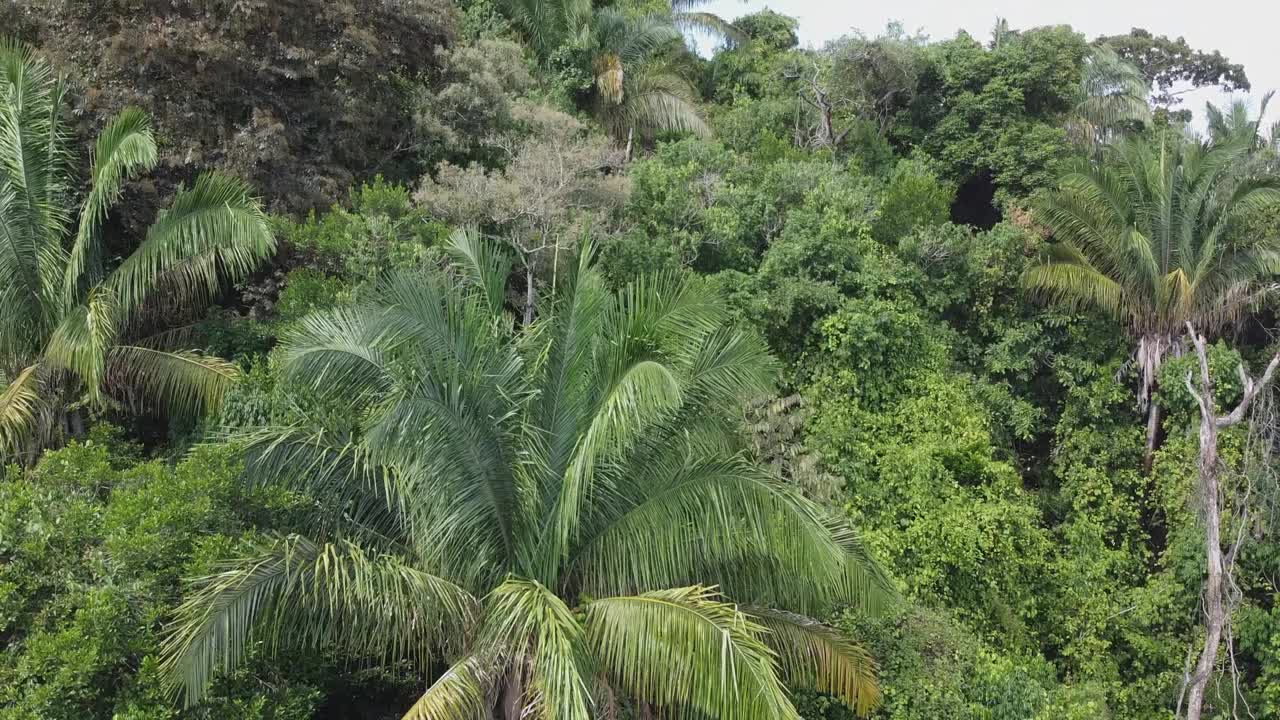 la antena de panamá se eleva a través del exuberante, denso y verde follaje de la ladera de la jungla