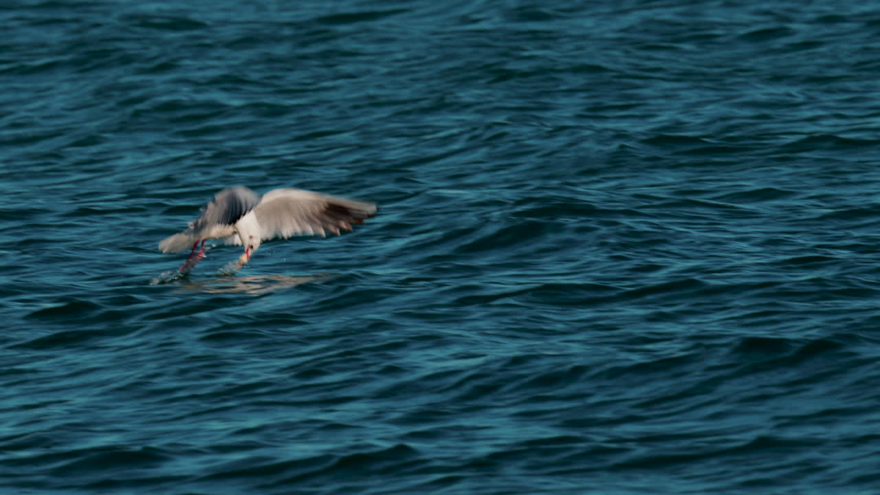 Seagull swooping down to catch food from the sea surface
