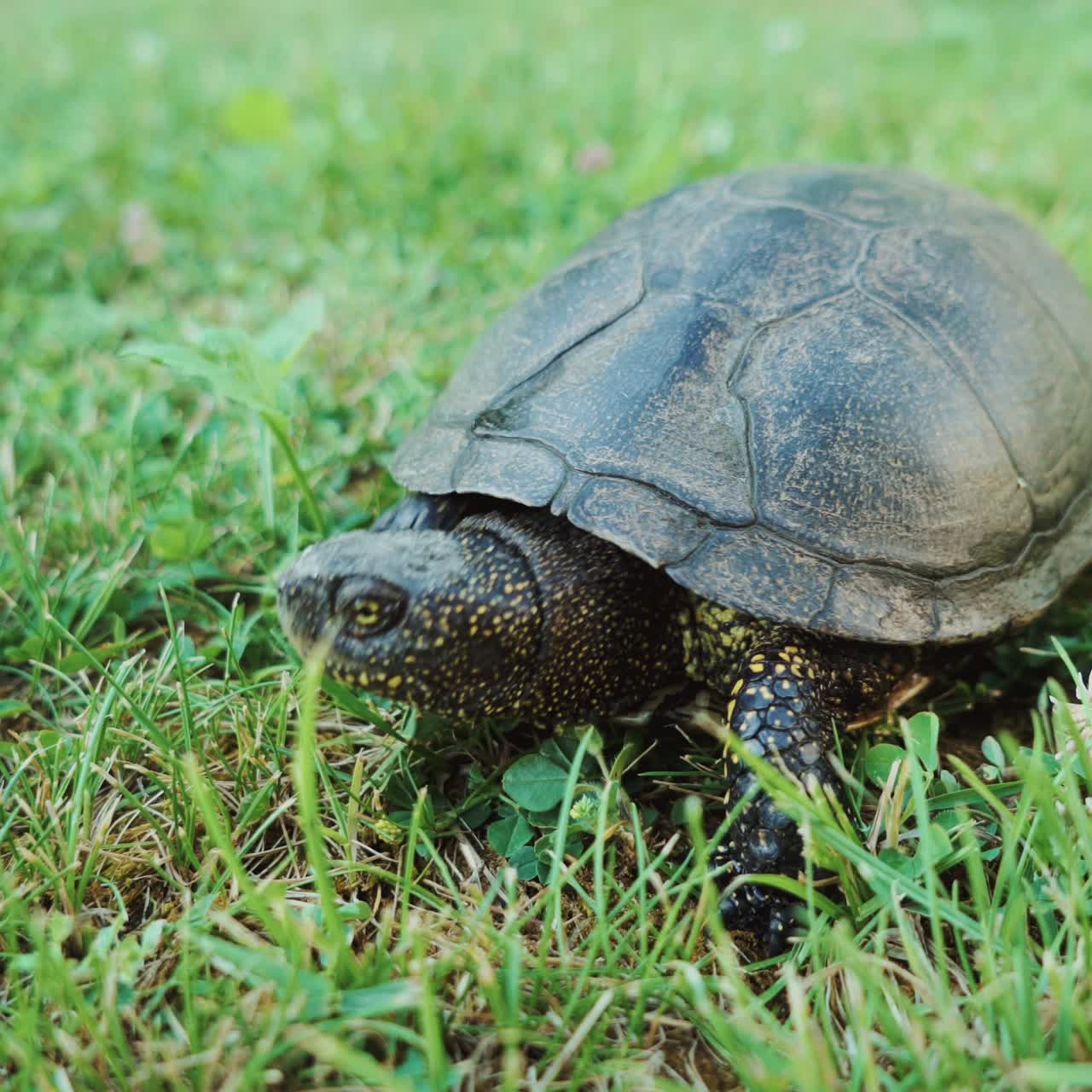Tortoise in the grass. Wild turtle outdoors.