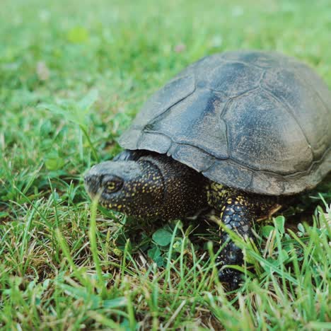 tortoise in the grass. wild turtle outdoors.