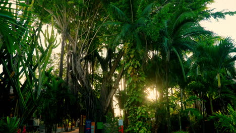 la luz del sol que viene a través de los altos árboles exóticos de la estación tropical