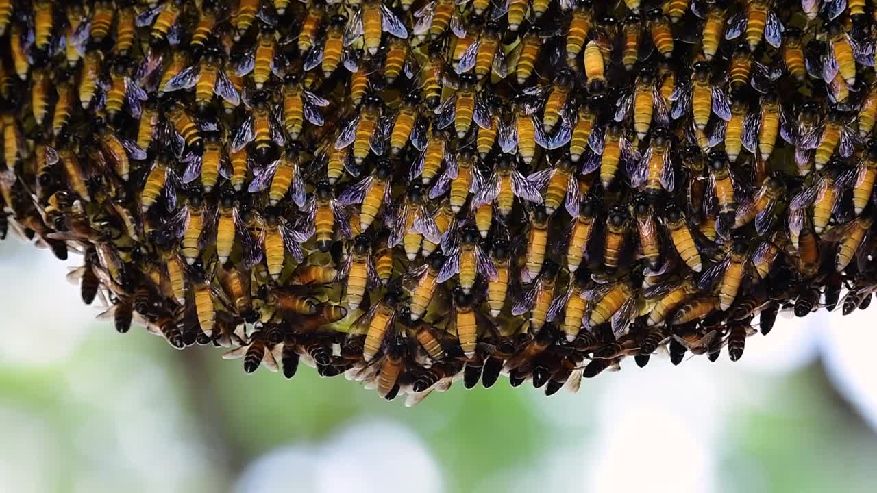 se sabe que las abejas melíferas gigantes construyen grandes colonias de nidos con bolsillos simétricos hechos de cera para almacenar miel como fuente de alimento.