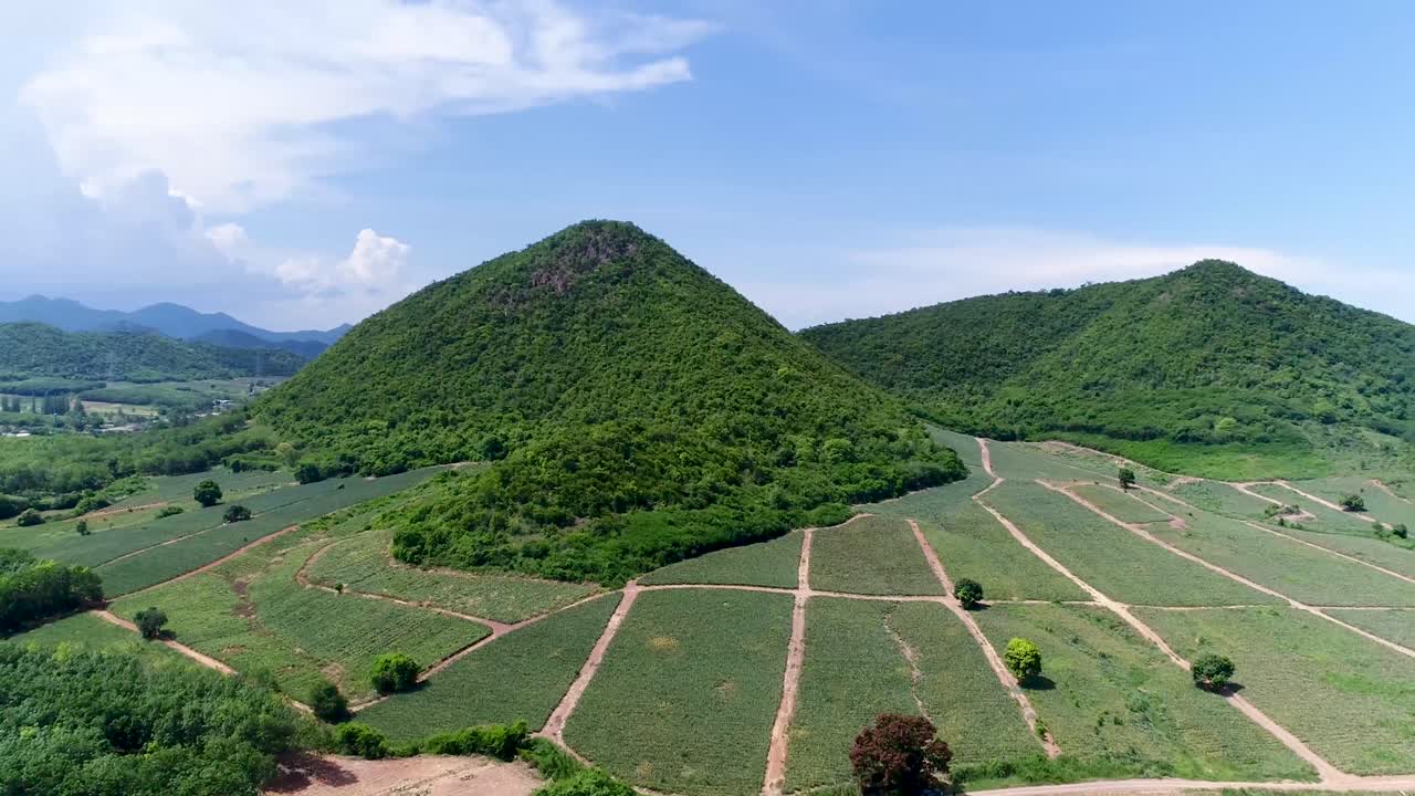 dji pt4에서 촬영한 태국의 파인애플 농장 또는 파인애플 농장과 마운틴뷰