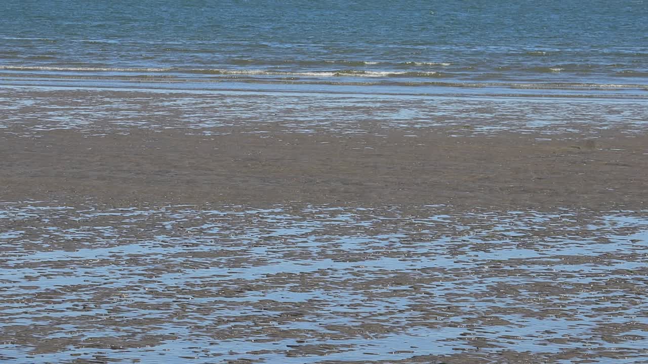 Slow pan up from shoreline to horizon over light waves of the Columbia River on a sunny day during low tide and a few birds flying to the left.