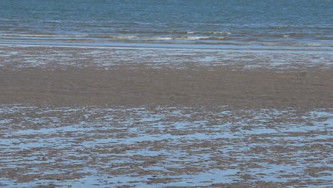 slow pan up from shoreline to horizon over light waves of the columbia river on a sunny day during low tide and a few birds flying to the left.