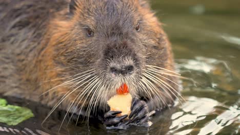 macro close up of adult coypus beaver eating with orange teeth resting in river