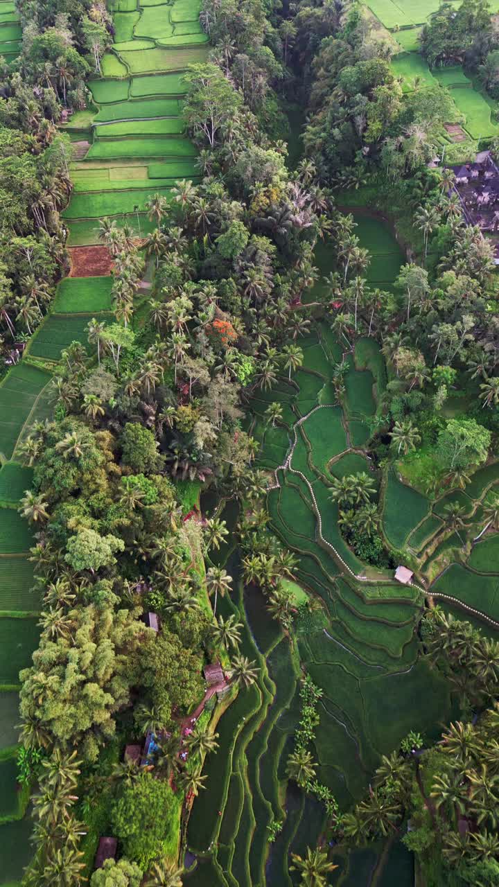 Veduta aerea verticale con drone delle risaie a terrazze di Tegalalang a Bali, con campi a gradoni verde smeraldo incorniciati da alberi tropicali e architettura tradizionale balinese, che creano un paesaggio rurale sereno e pittoresco.