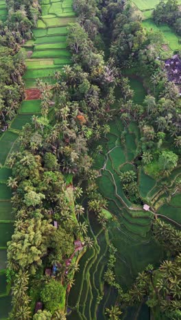 vertical drone view of tegalalang rice terraces in bali with emerald green stepped fields framed by tropical trees and traditional balinese architecture creating a serene picturesque rural landscape