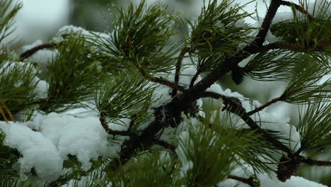 Snow-falling-on-and-around-beach-side,White-Pine-evergreen-trees,-during-a-winter-day-in-Maine