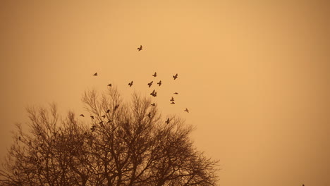 pájaros en cámara lenta volando en un cielo naranja