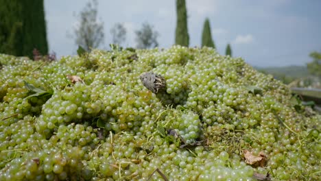 Primer-Plano-De-Un-Gran-Montón-De-Uvas-Verdes-Recién-Recogidas-Del-Viñedo