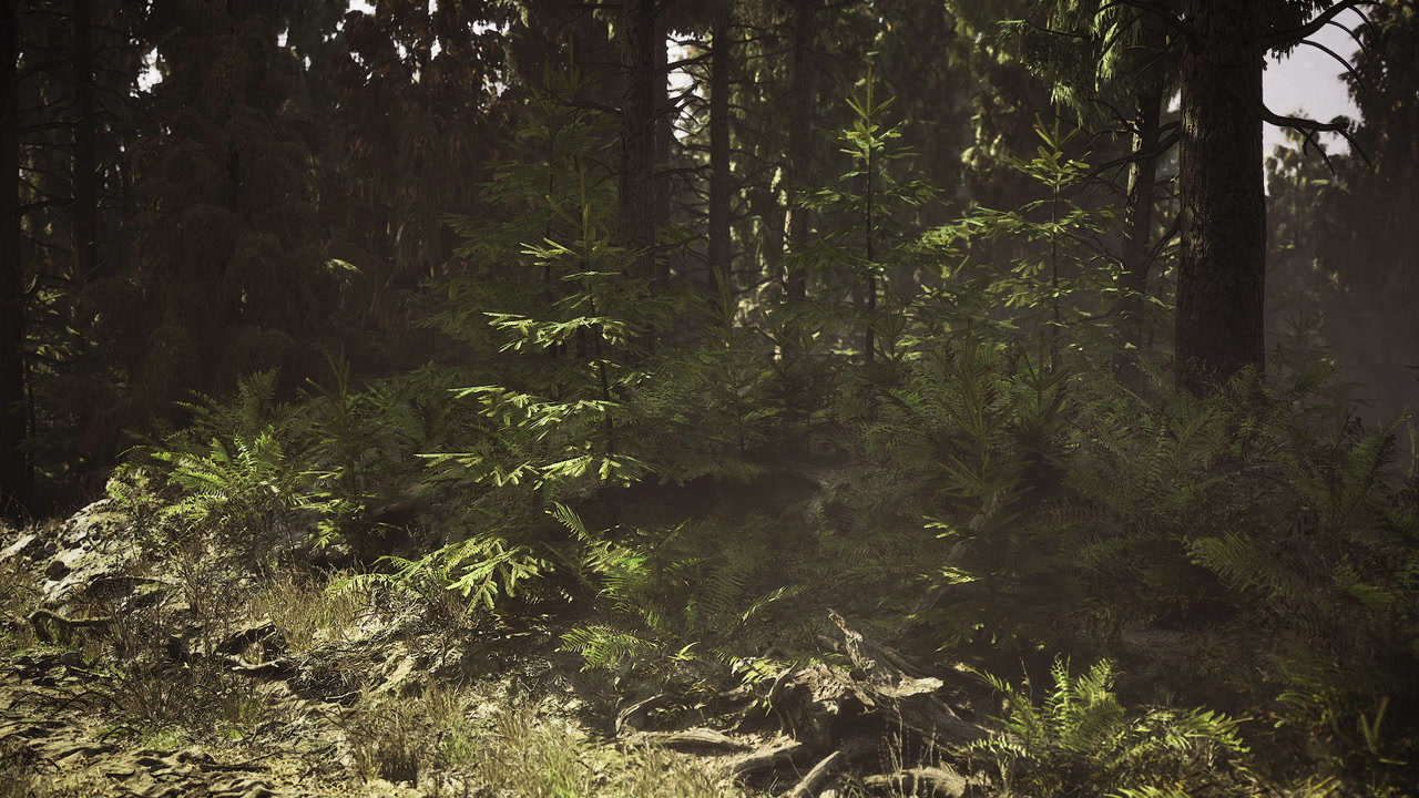 Undergrowth is vividly highlighted by sunlight and moisture in lush environment