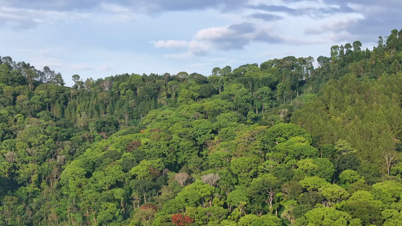 Aerial shot of a green tropical forest filled with dense trees and vibrant foliage on a sunny day
