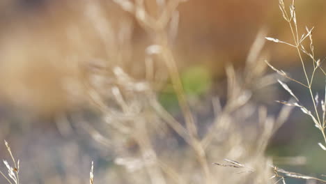 cambio de enfoque cercano de una paja alta de hierba seca a otra, panorámica lenta