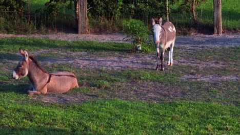 a low angle shot of miniature donkeys on a farm in delaware on a sunny day