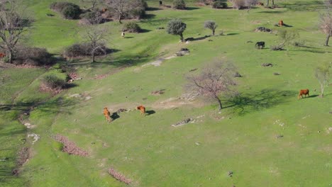 Vuelo-En-Una-Zona-De-Verdes-Pastos-Arbolados-Algunos-Sin-Hojas-Con-Un-Grupo-Disperso-De-Vacas-De-Diferentes-Colores-Pastando-En-Una-Mañana-De-Invierno-En-Avila-España-El-Video-Esta-En-Camara-Lenta