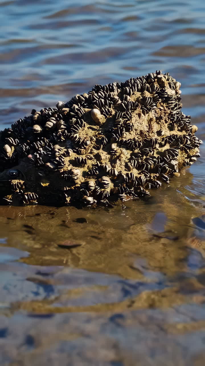 Mussels on a rock in shallow water