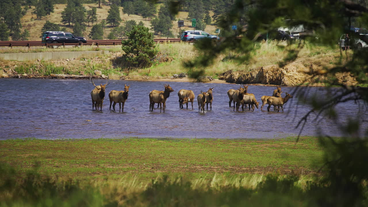 Herd of Elk walking in shallow lake by road with male buck bugle call and female cows and calf 4k 60p