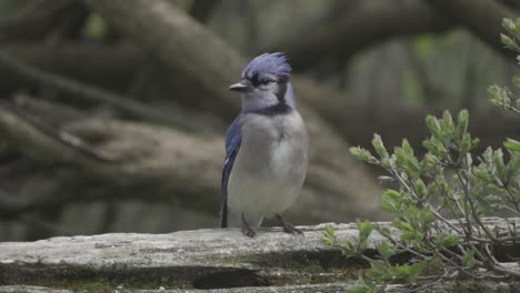 perched blue jay sitting on a fence, bird of canada and america