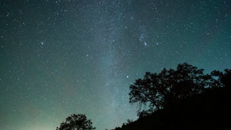 cielo nocturno estrellado sobre los árboles