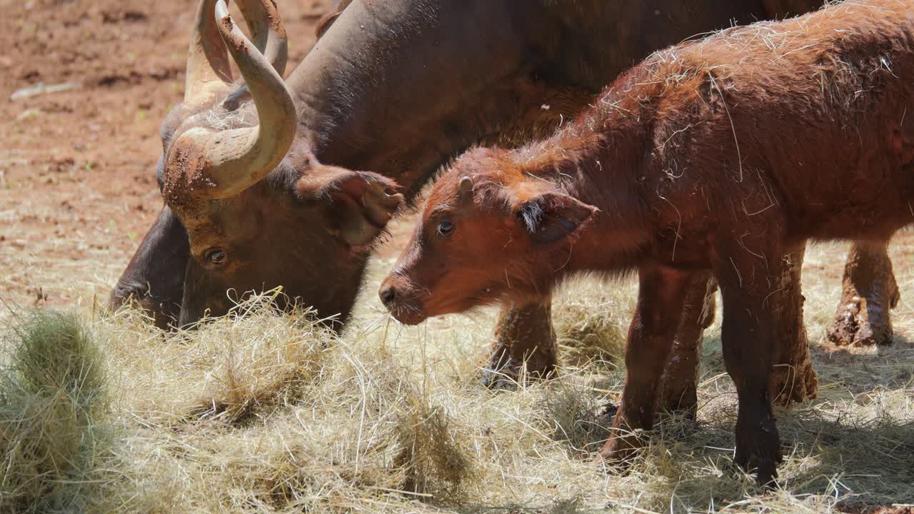 A mother African buffalo and her calf grazing peacefully on feed
