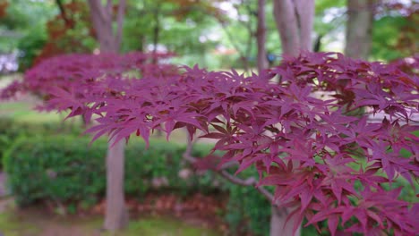 close up of momiji, japanese maple leaves in fall colours