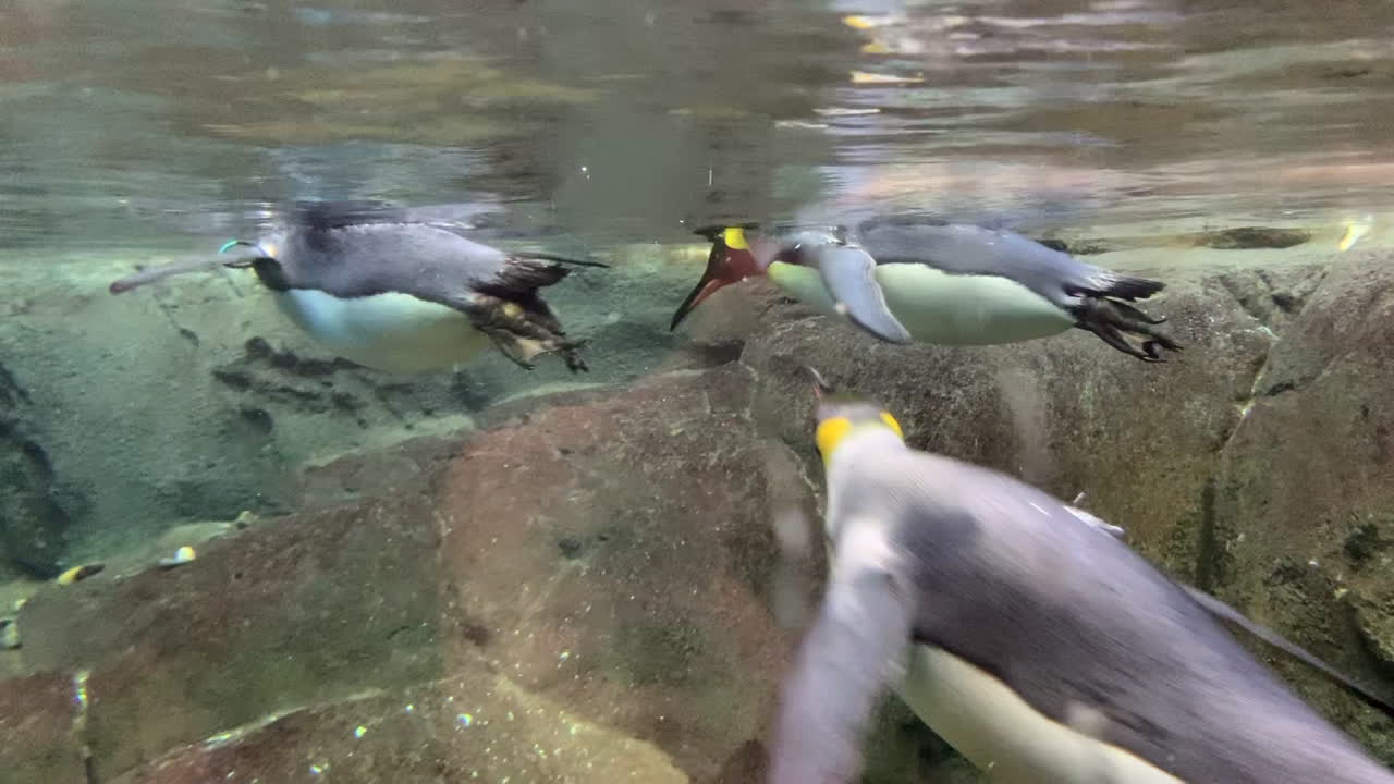 swimming penguins in a pool