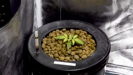 cannabis seedling on bucket with clay pebbles growing in hydroponic system with reflective thermal foil insulation