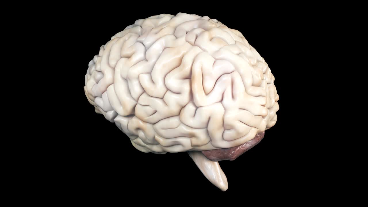 Realistic human brain rotating.