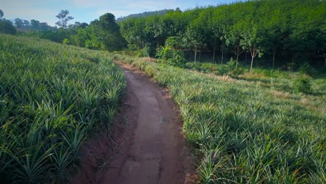 Ananasfarm-Aus-Der-Luft,-Outback,-Wildnis,-Mountians,-Laos,-Thailand