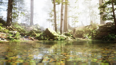 a tranquil forest pond