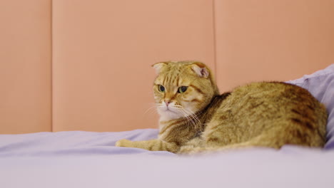 orange tabby scottish fold cat on a bed