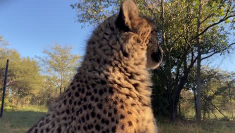 statische lage hoekmening van enkele cheetah bij zonsondergang in de afrikaanse savanne