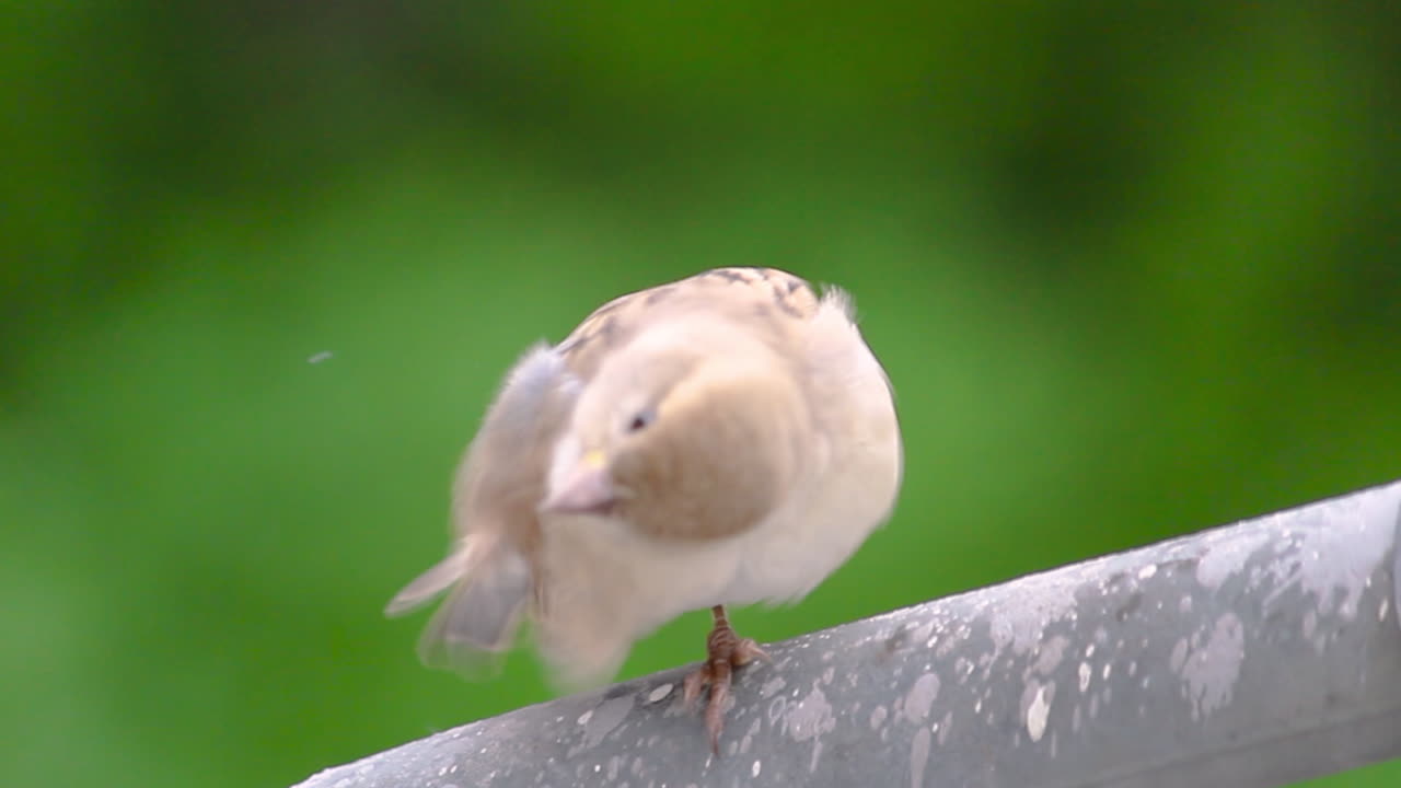 Songbird calmly perched on metal railing with blurred green garden background in India, capturing tranquil nature moment and backyard wildlife in vibrant daylight