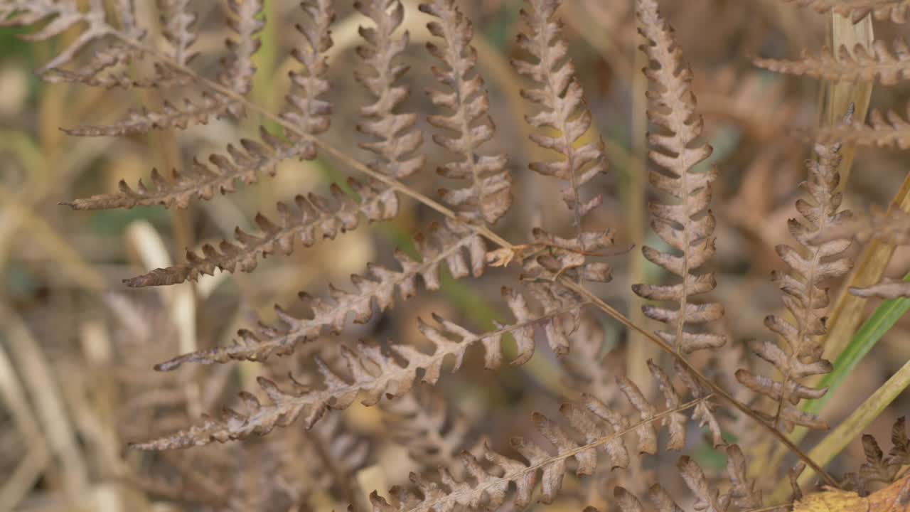 primer plano de una planta de helecho