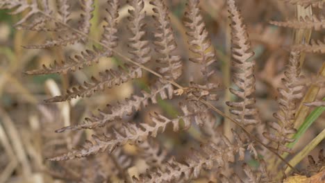 close-up shot of a fern plant