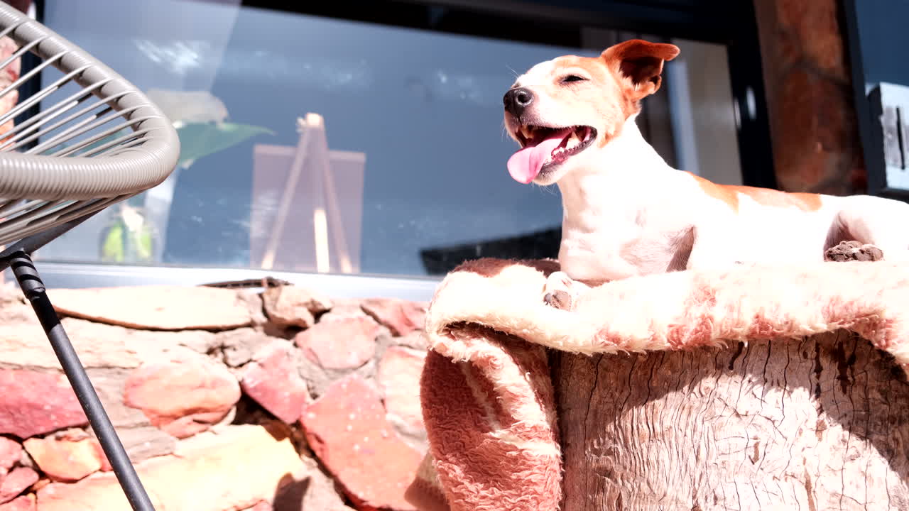 Jack Russell dog perched on seat and comfy blanket pants as it's basking in sun