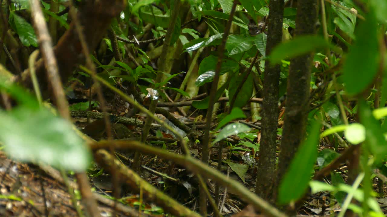 Bird in the forest jumping around in the search for food. Costa Rica rain forest exotic wildlife