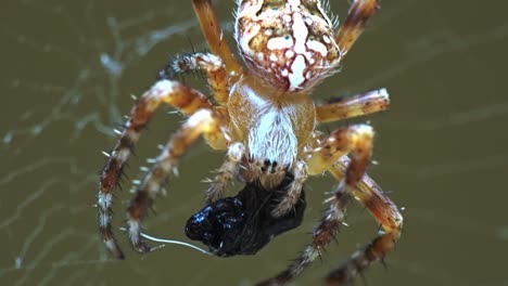 spider eating macro handheld shot