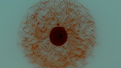cool red spidery circle grows and grows upon a gentle background