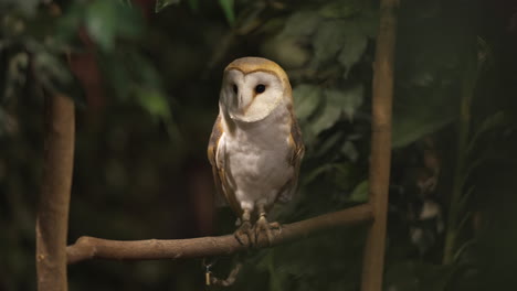 Beautiful-barn-owl-in-captivity-perching-on-tree-branch-looking-around-on-alert-and-observing-its-surroundings