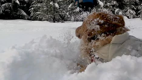 adorable young golden retriever playing and digging fresh snow