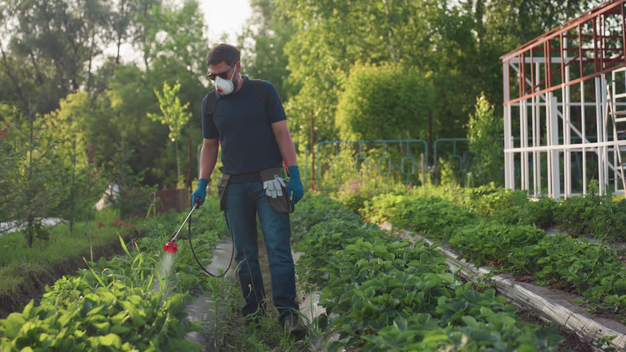 Giardiniere che irrora filari di ortaggi, indossando occhiali da sole scuri e una mascherina nasale, cammina tra le piante verdi, spruzzando una nebbia protettiva da uno spruzzatore portatile durante il lavoro all'aperto in una giornata di sole.